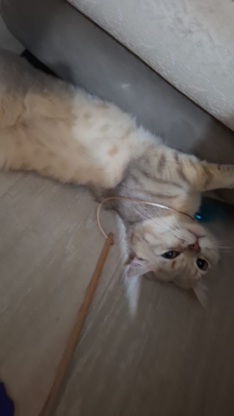 23 Nisan ,Atatürk İmzalı ,Türk Bayraklı, Kırmızı ,Sallantılı Fiyonk Otomatik Toka